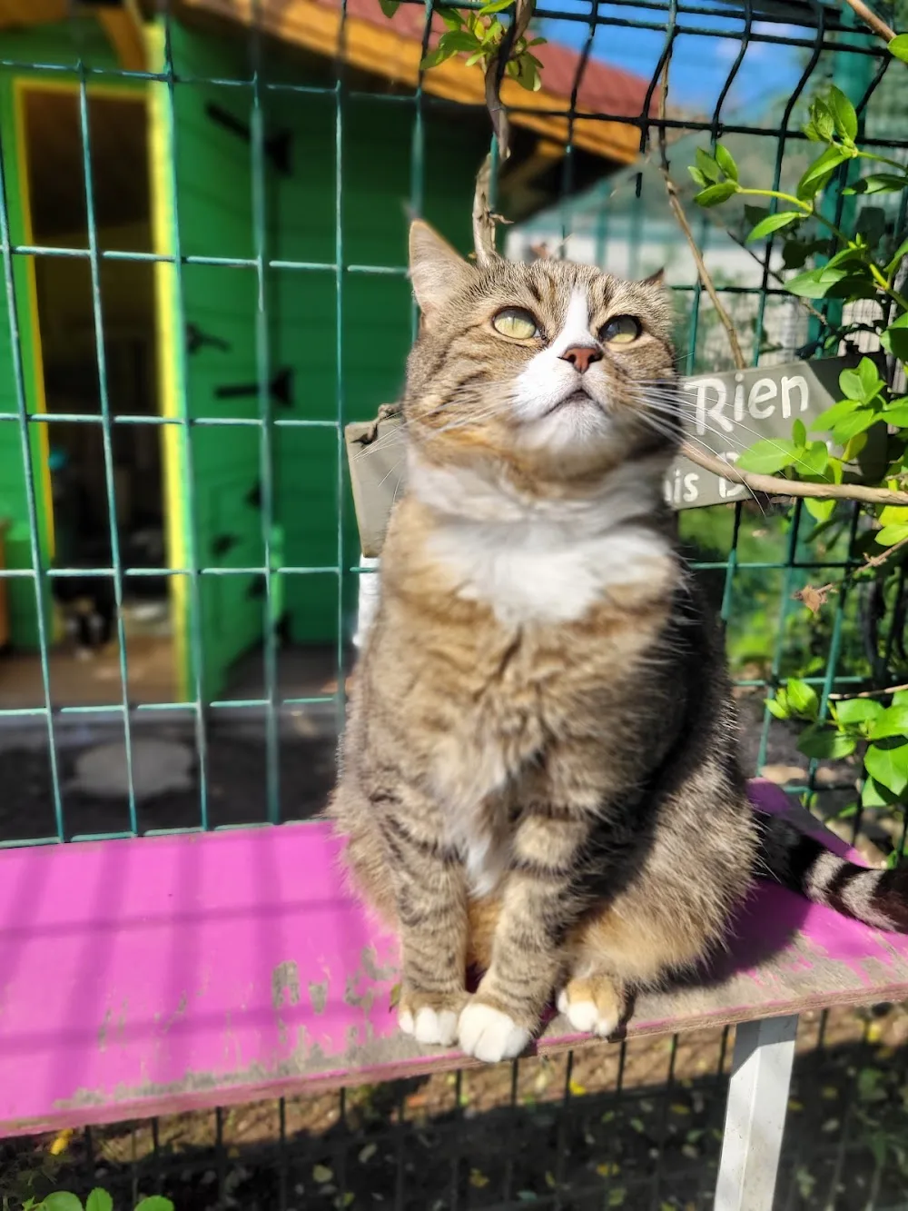 Rêve de chat. Pension pour chats. Garde de chats - Métropole de Lyon pet otel görseli 3