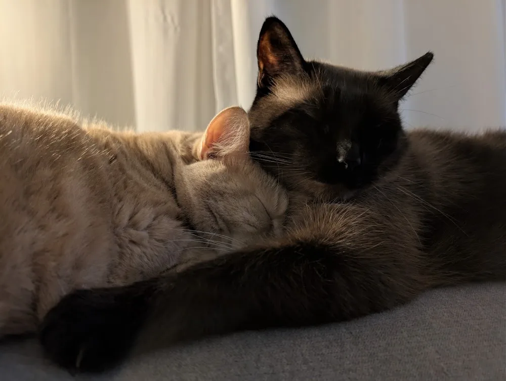 Roomer Garde vos Chats - Métropole de Lyon pet otel görseli 3
