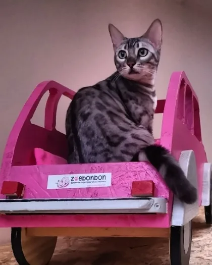 Zoebonbon garderie et lodges pour chats heureux - Métropole de Lyon pet otel görseli 2