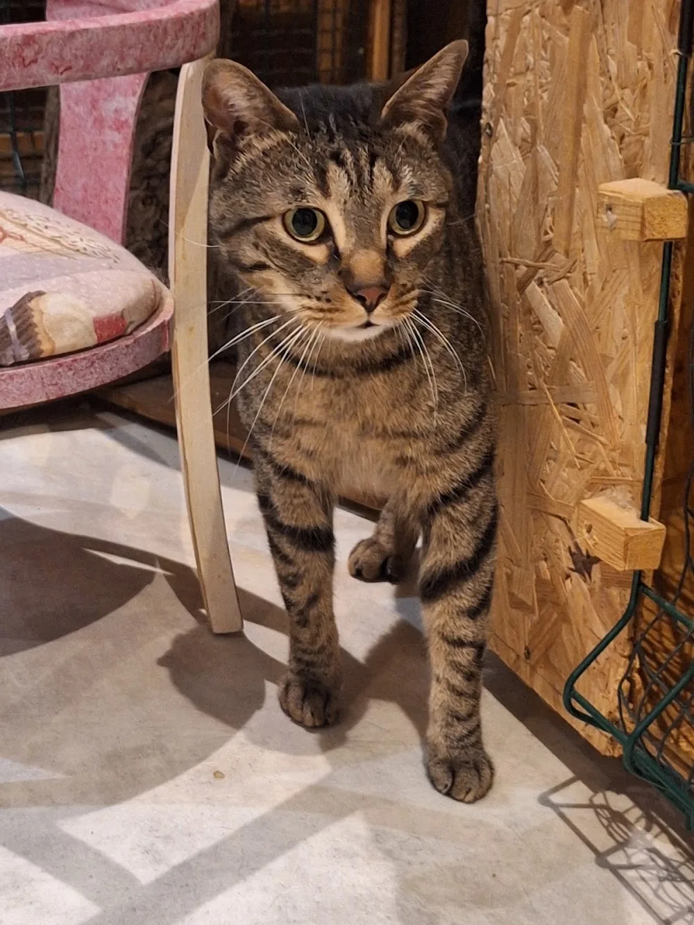 Zoebonbon garderie et lodges pour chats heureux - Métropole de Lyon pet otel görseli 3