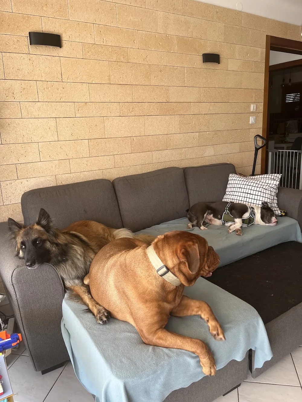 Chez Skol - Pension canine familiale - Meurthe-et-Moselle pet otel görseli 3