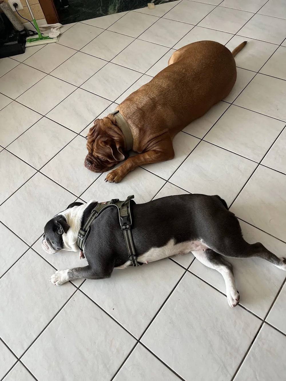 Chez Skol - Pension canine familiale - Meurthe-et-Moselle pet otel görseli 6