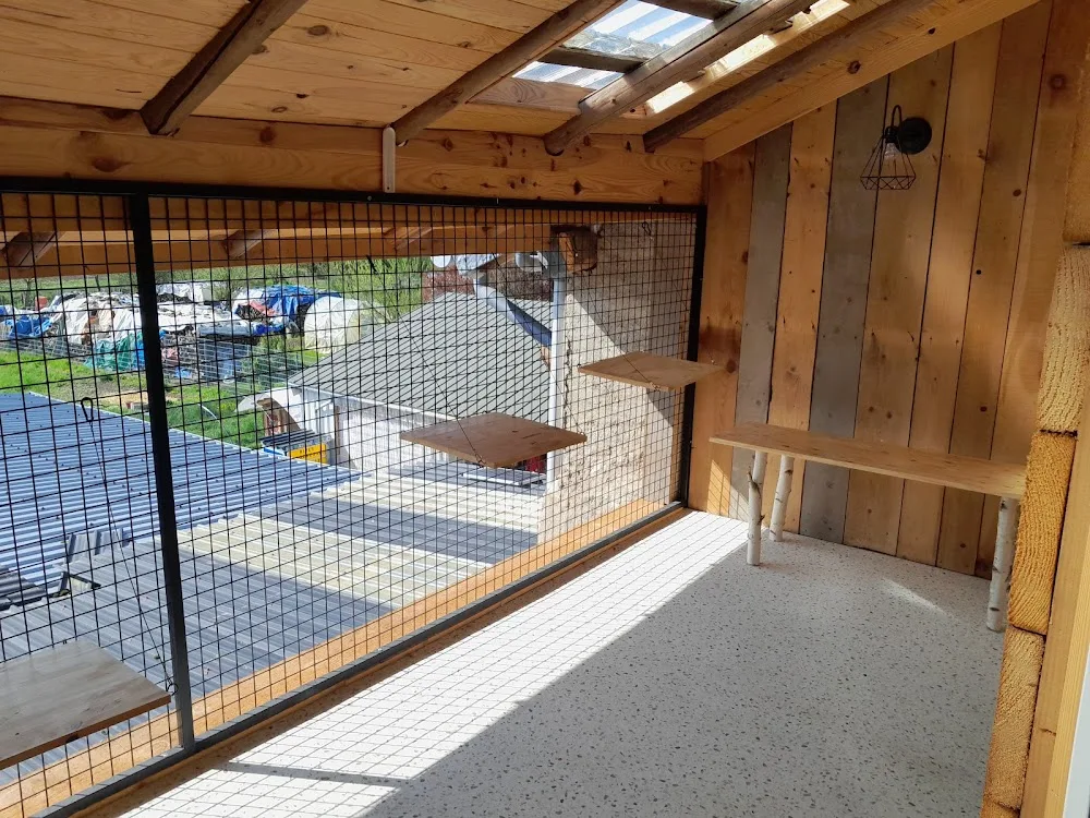 Lili Cat ''pension chat'' - Meurthe-et-Moselle pet otel görseli 2