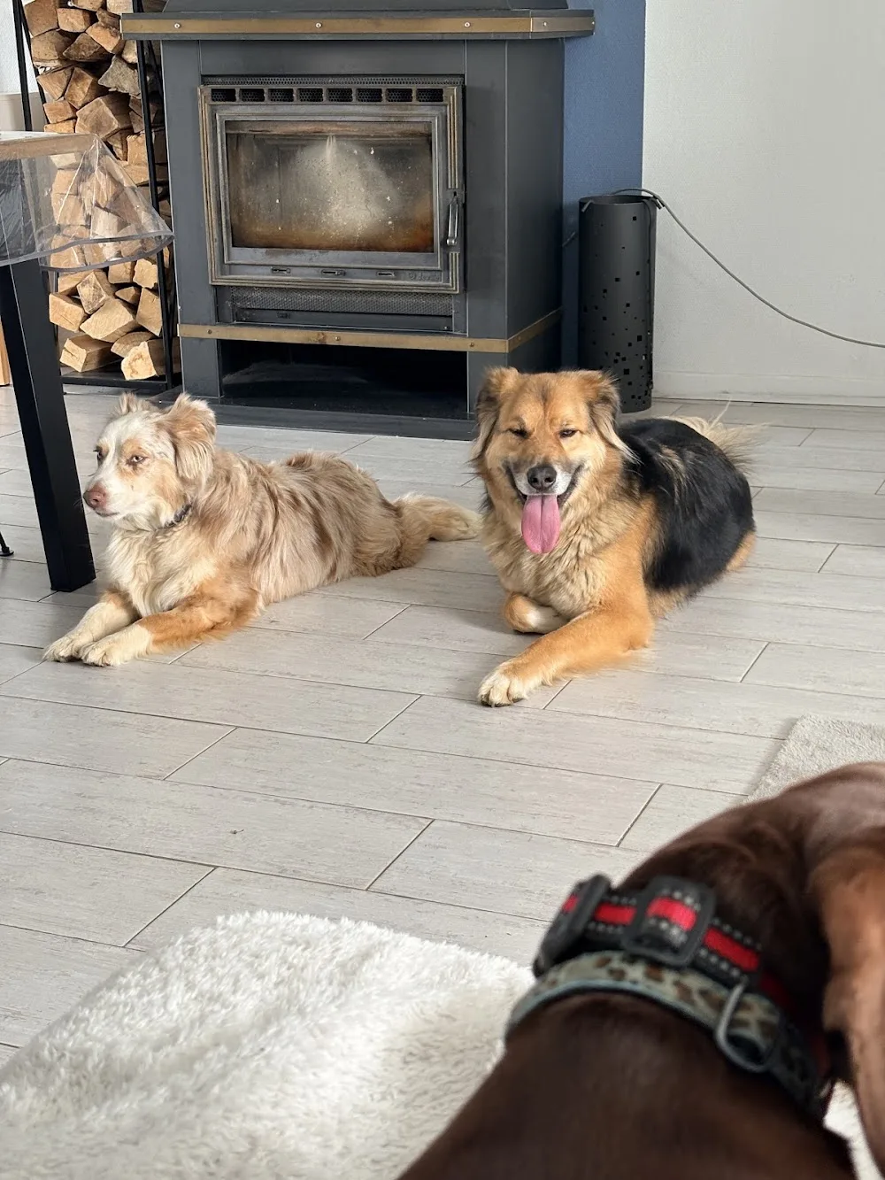Lulu Lita & Co - Meurthe-et-Moselle pet otel görseli 3