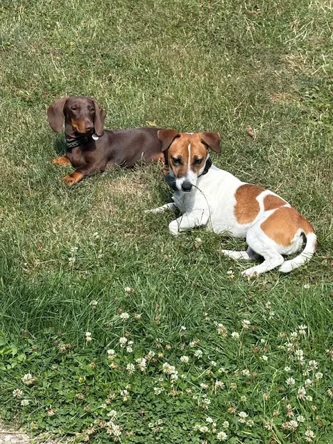 Lulu Lita & Co - Meurthe-et-Moselle pet otel görseli 6