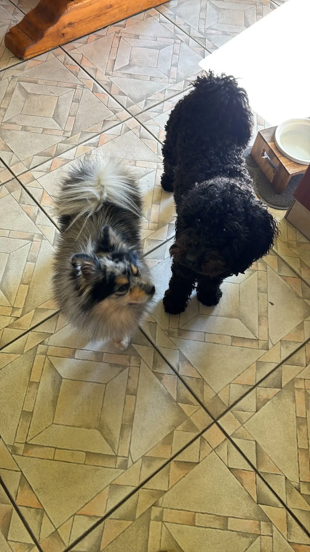 Petites Pattes Family - Garderie & Pension Canine 57 - Meurthe-et-Moselle pet otel görseli 3