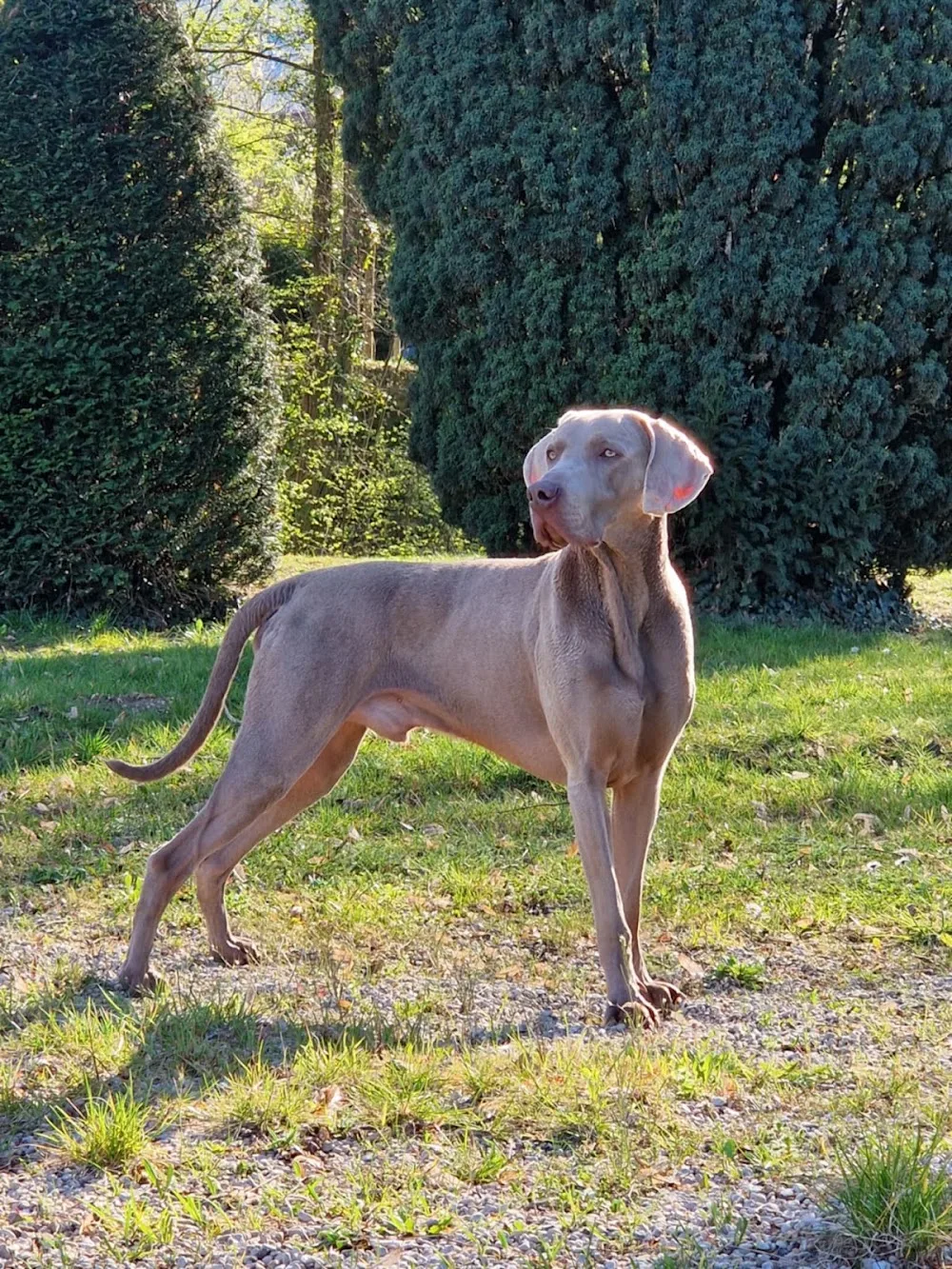 Pension canine anim'hotel08 - Meuse pet otel