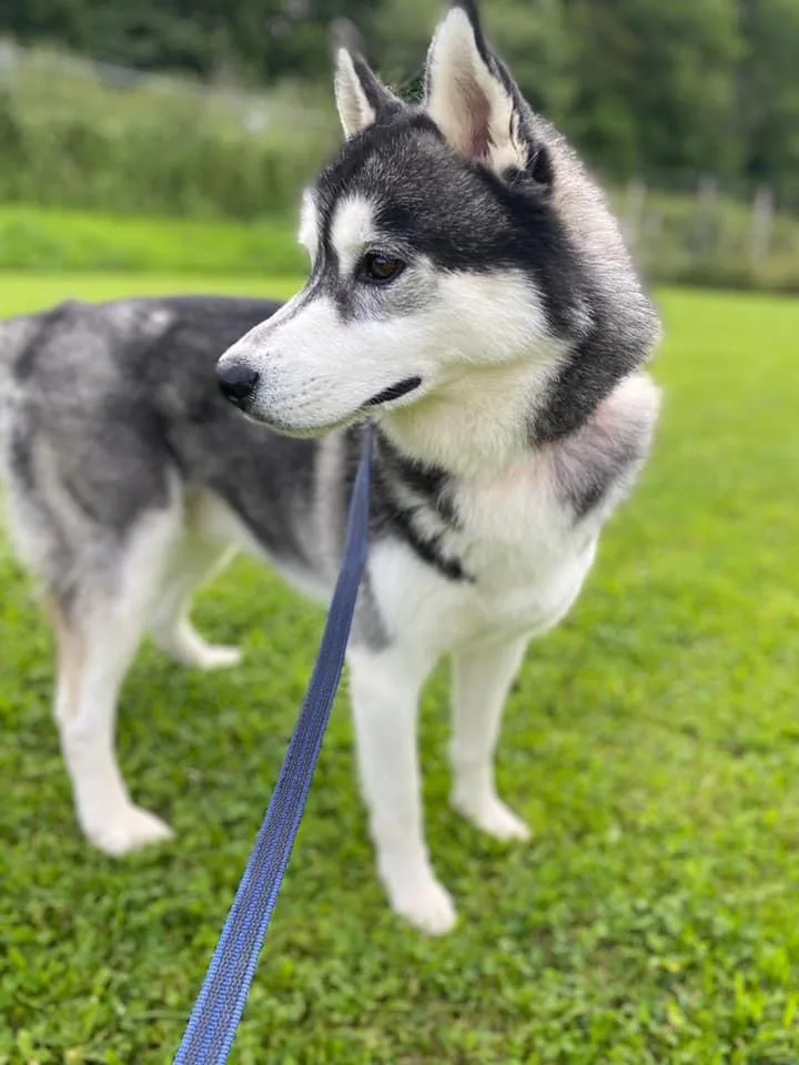 Village Canin des 4 pattes - Meuse pet otel