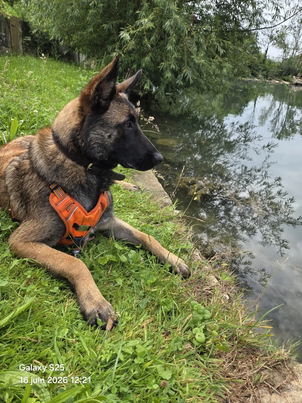Village Canin des 4 pattes - Meuse pet otel görseli 3