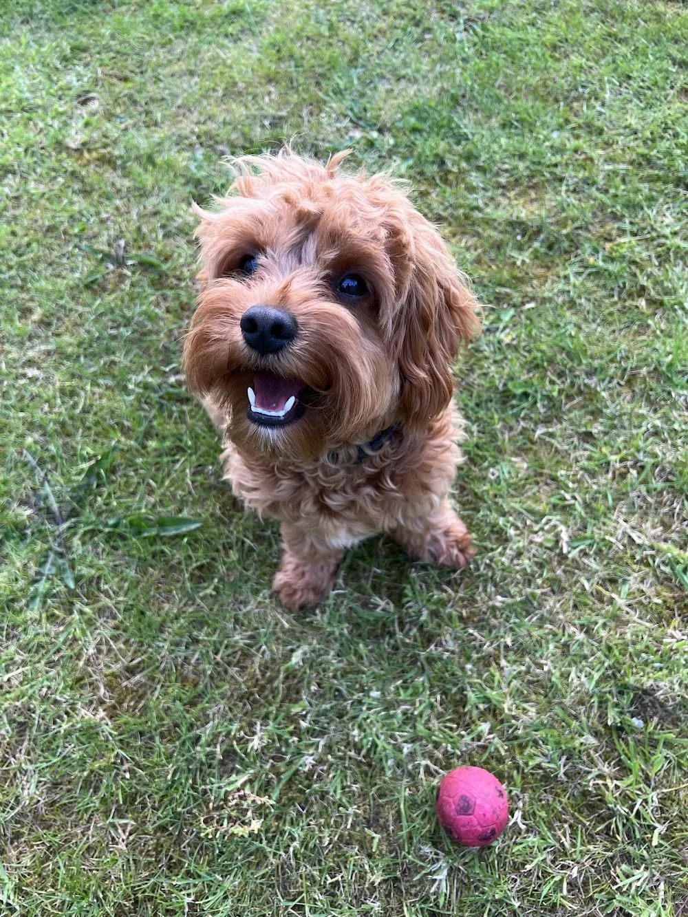 Daisy Hill boarding kennels Ltd - Mid Ulster pet otel