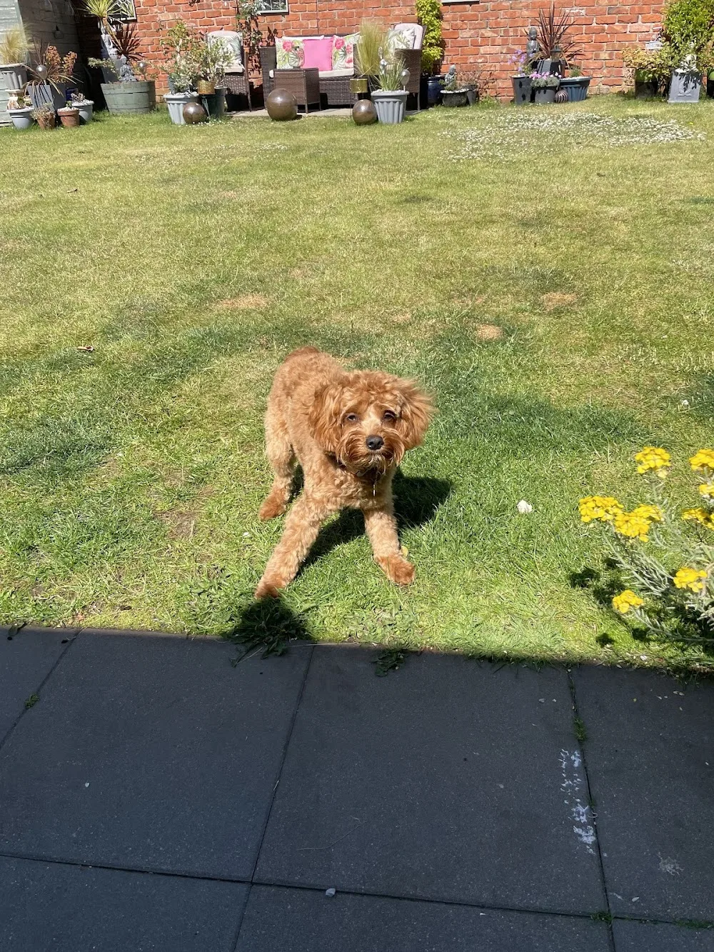 Daisy Hill boarding kennels Ltd - Mid Ulster pet otel görseli 3