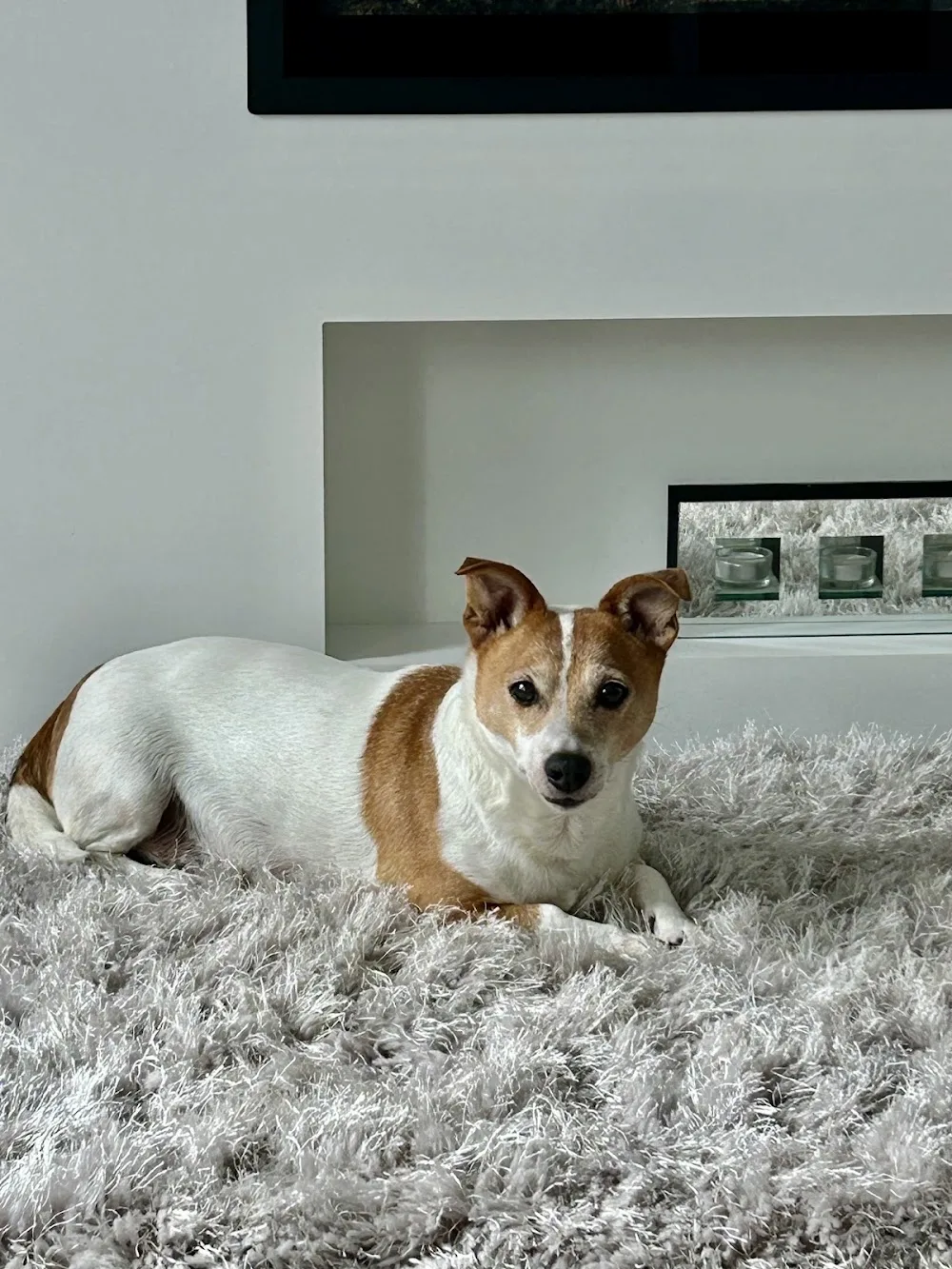 The Doggie Hotel - Mid Ulster pet otel