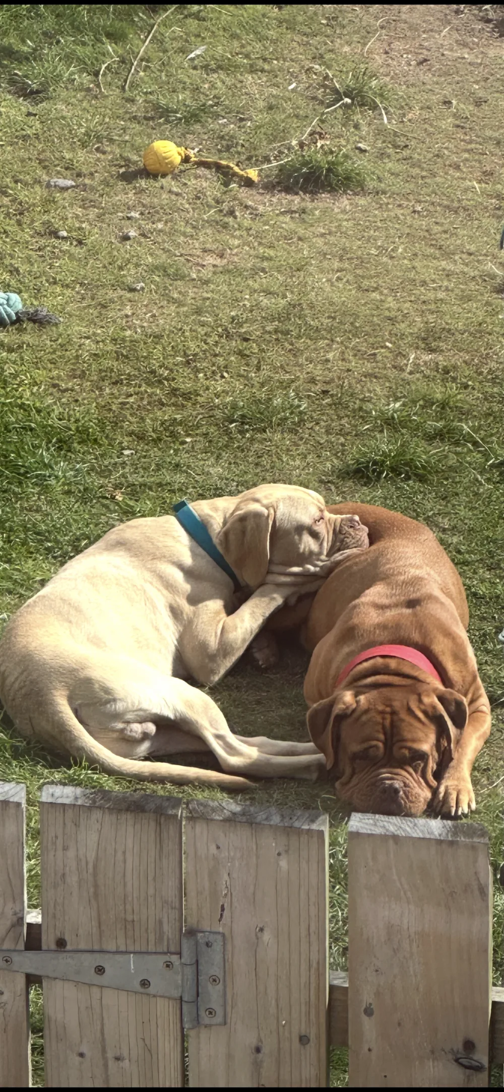 The Doggie Hotel - Mid Ulster pet otel görseli 3