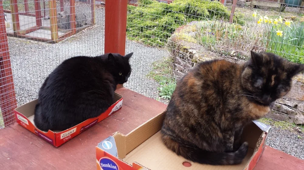 Balgonie Mews Cattery - Midlothian pet otel