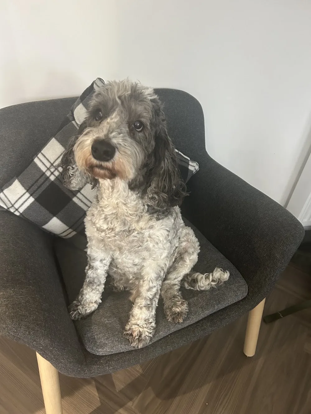 Barkcation Babo - Midlothian pet otel