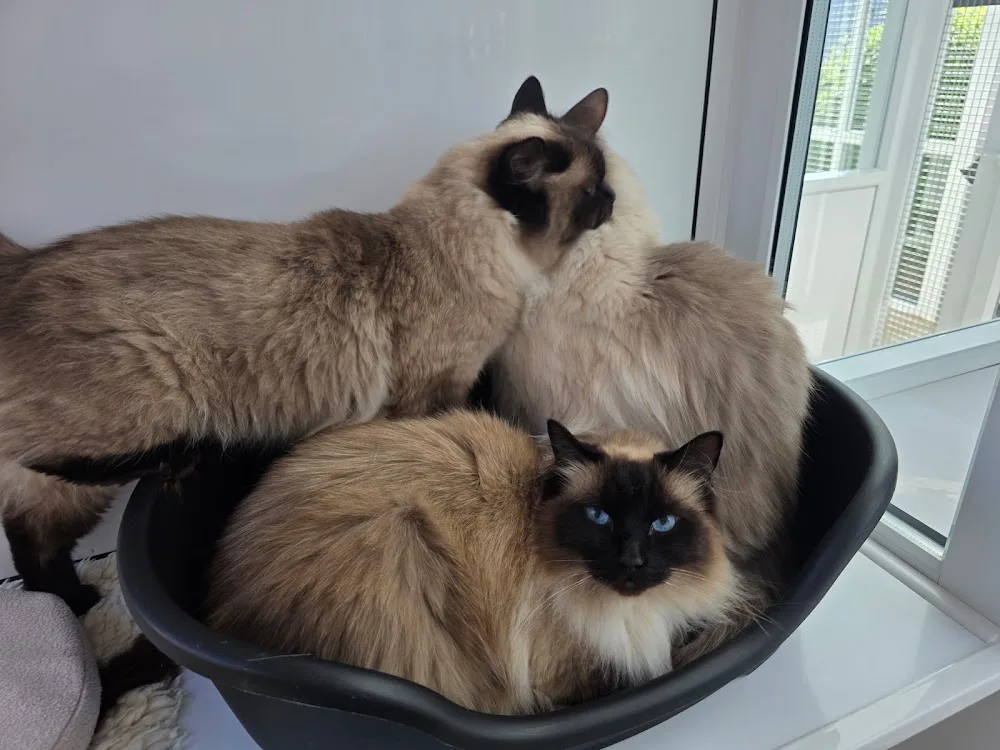Catseye Cattery - Midlothian pet otel