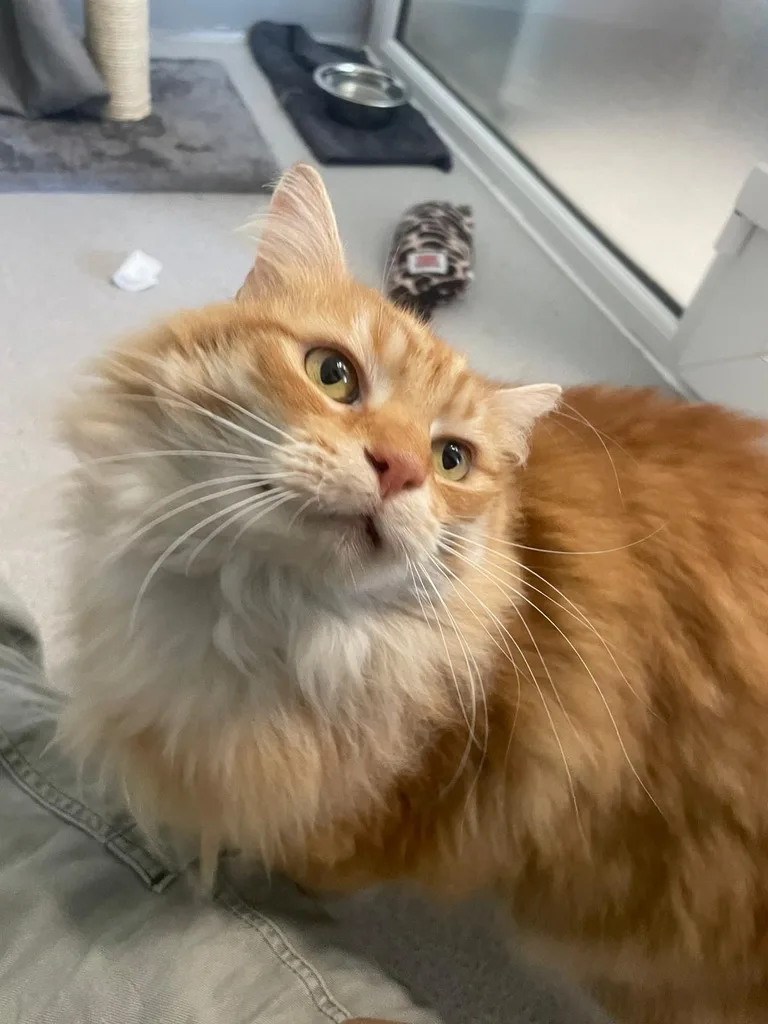 Colinton Cattery - Midlothian pet otel görseli 3