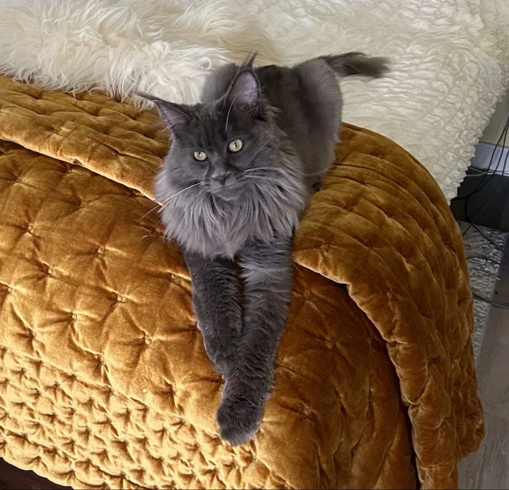 Letham Cattery - Midlothian pet otel görseli 3