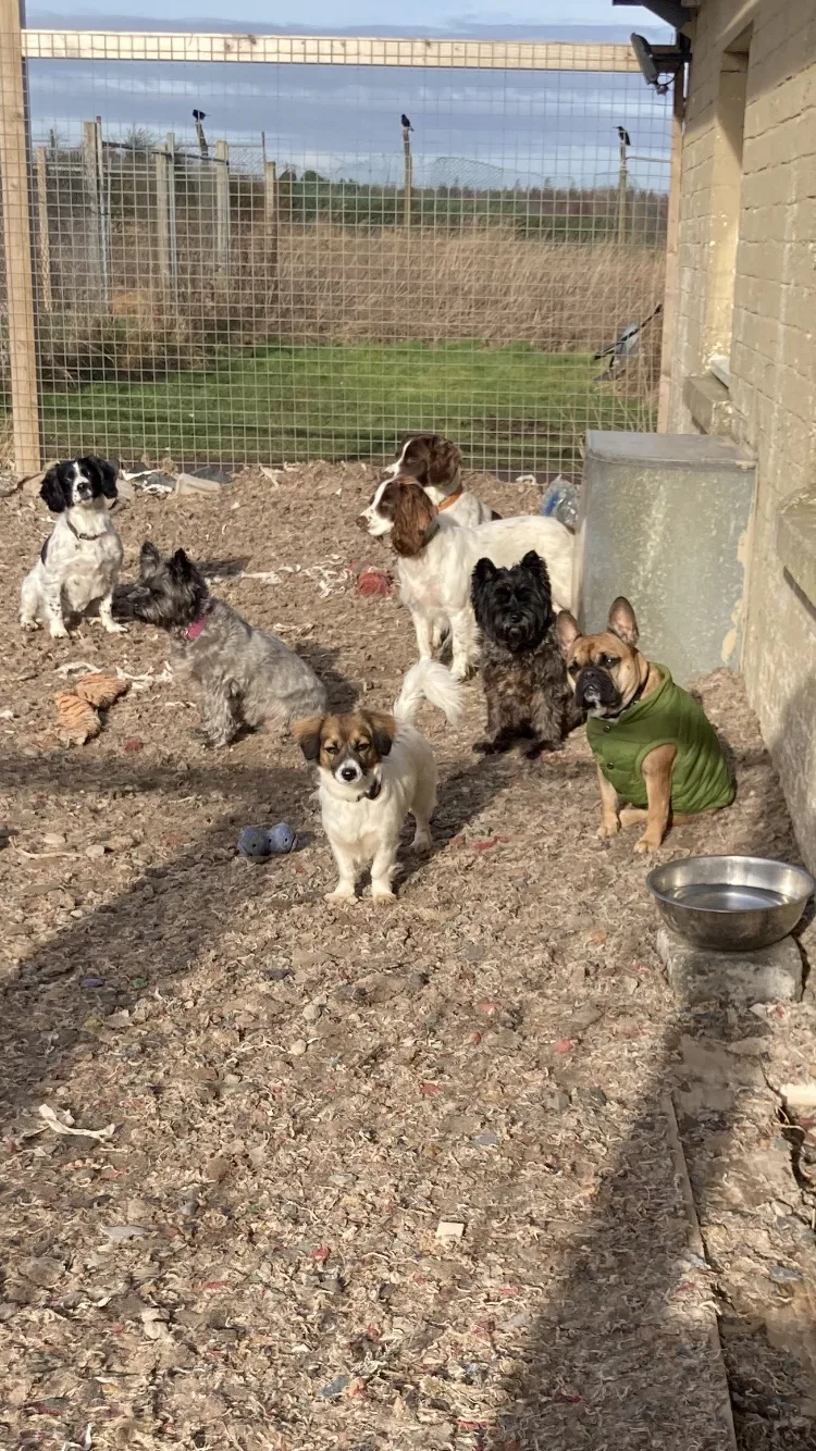 Liberton doggy daycare - Midlothian pet otel