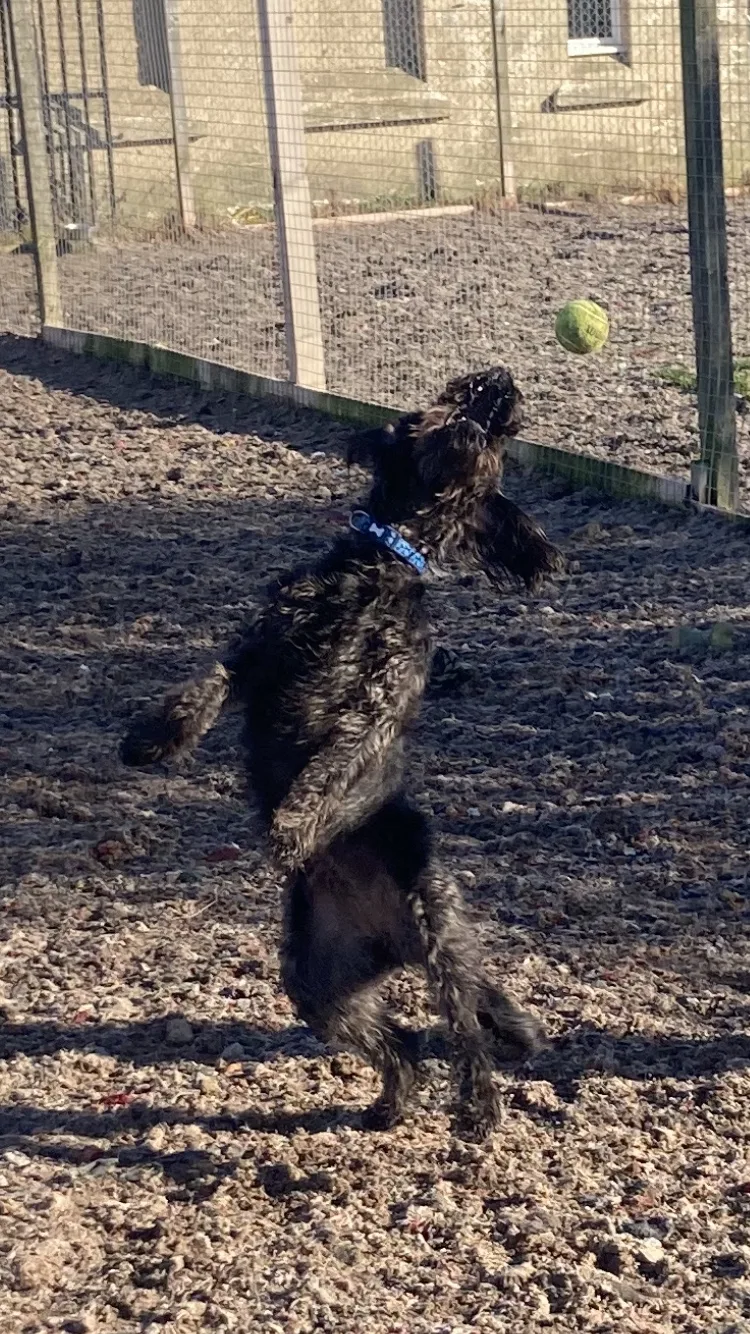 Liberton doggy daycare - Midlothian pet otel görseli 3