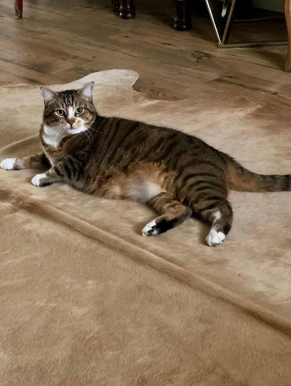 Meadowhill Boarding Cattery - Midlothian pet otel görseli 3