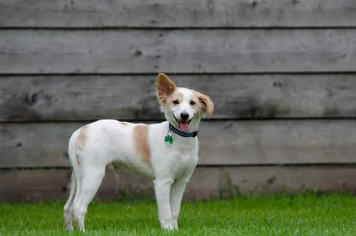 Milrig Boarding Kennels Ltd - Midlothian pet otel görseli 3
