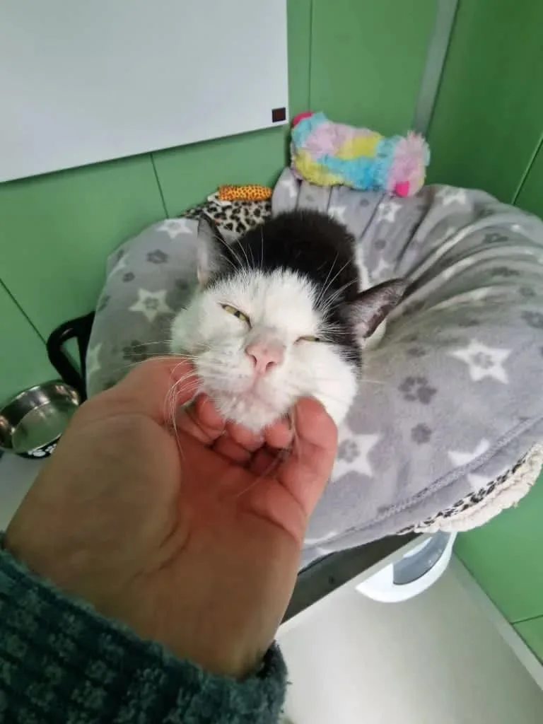 Mr T's Cattery - Midlothian pet otel görseli 3