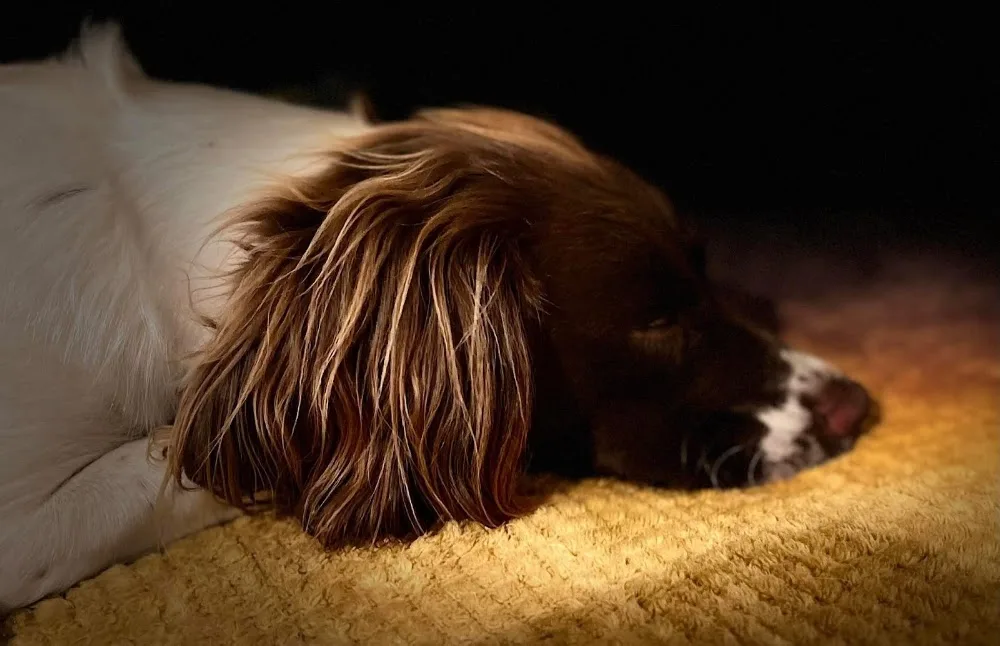 Paws And Relax Boarding - Midlothian pet otel