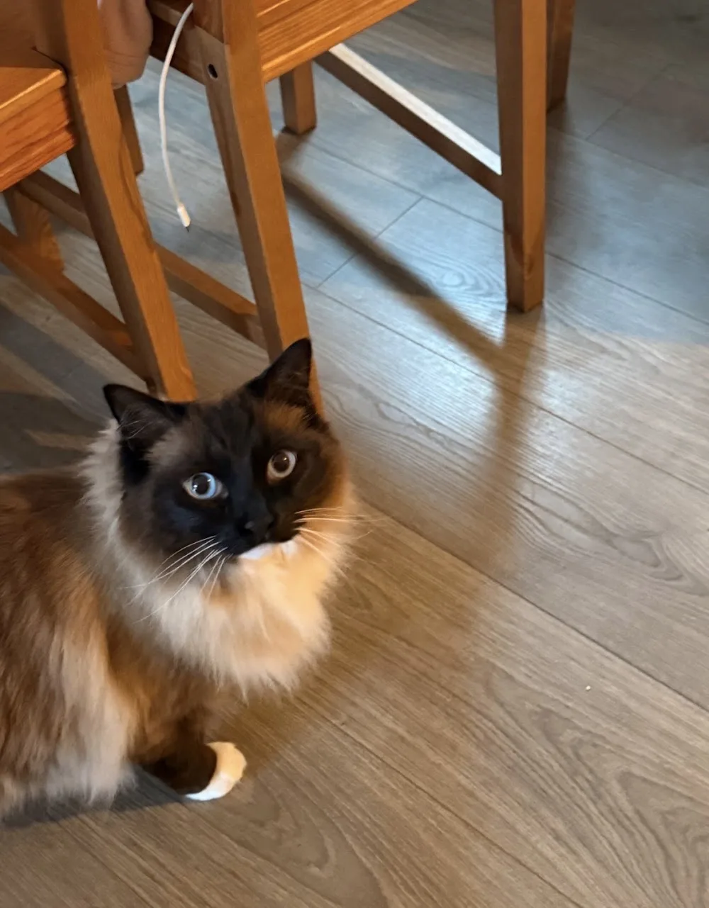 Purr & Stay Cattery - Midlothian pet otel