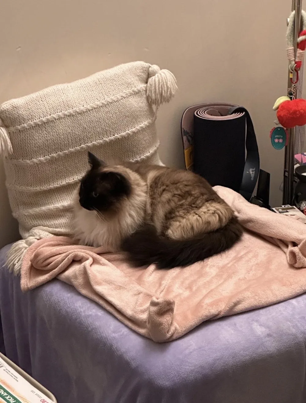 Purr & Stay Cattery - Midlothian pet otel görseli 3