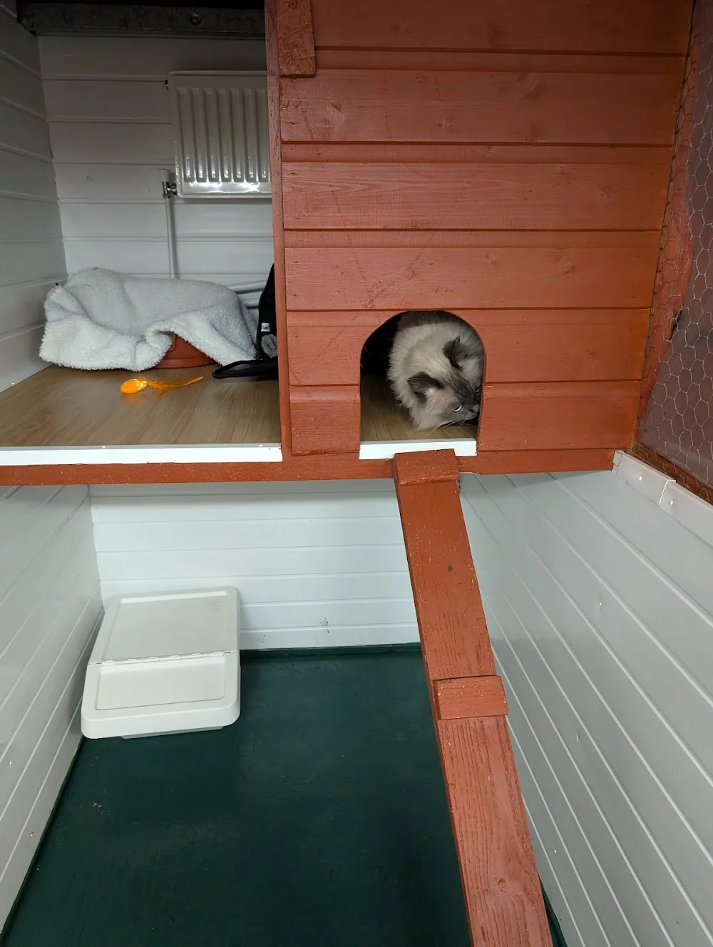 South Lodge Cattery - Midlothian pet otel görseli 2