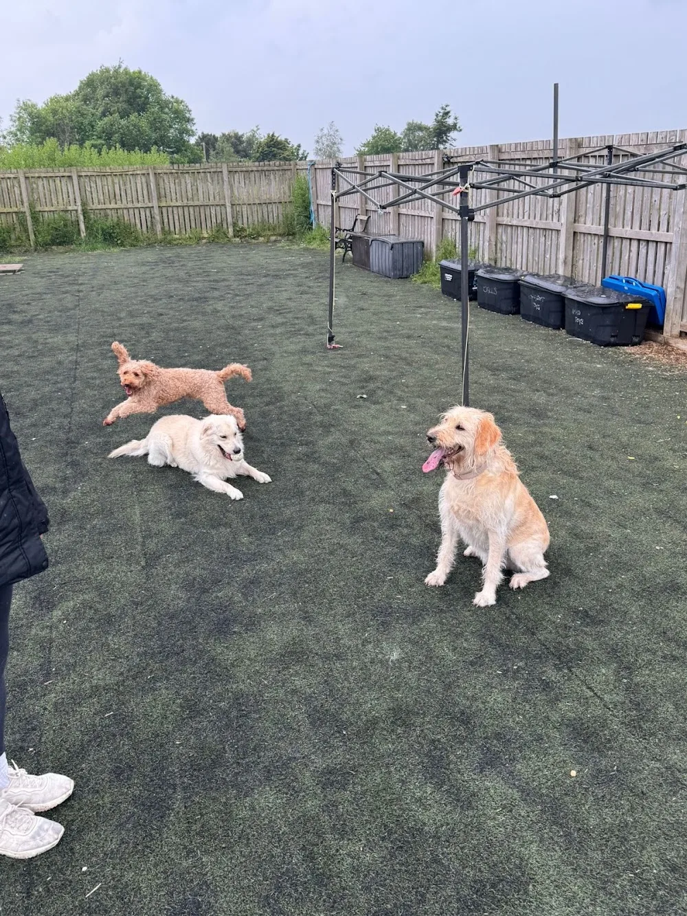 Station View Boarding Kennels - Midlothian pet otel