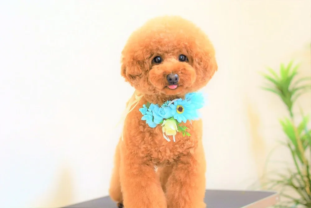 PET HOTEL・SALON chacha - Mie pet otel