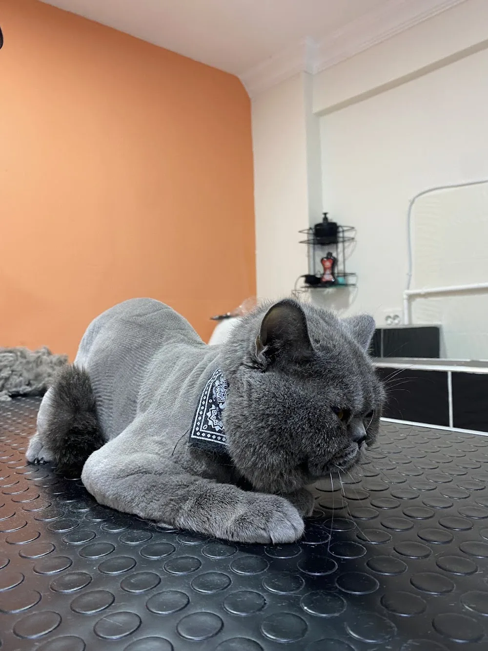 MIHAV Pet Otel & Kuaför - Manisa pet otel görseli 3
