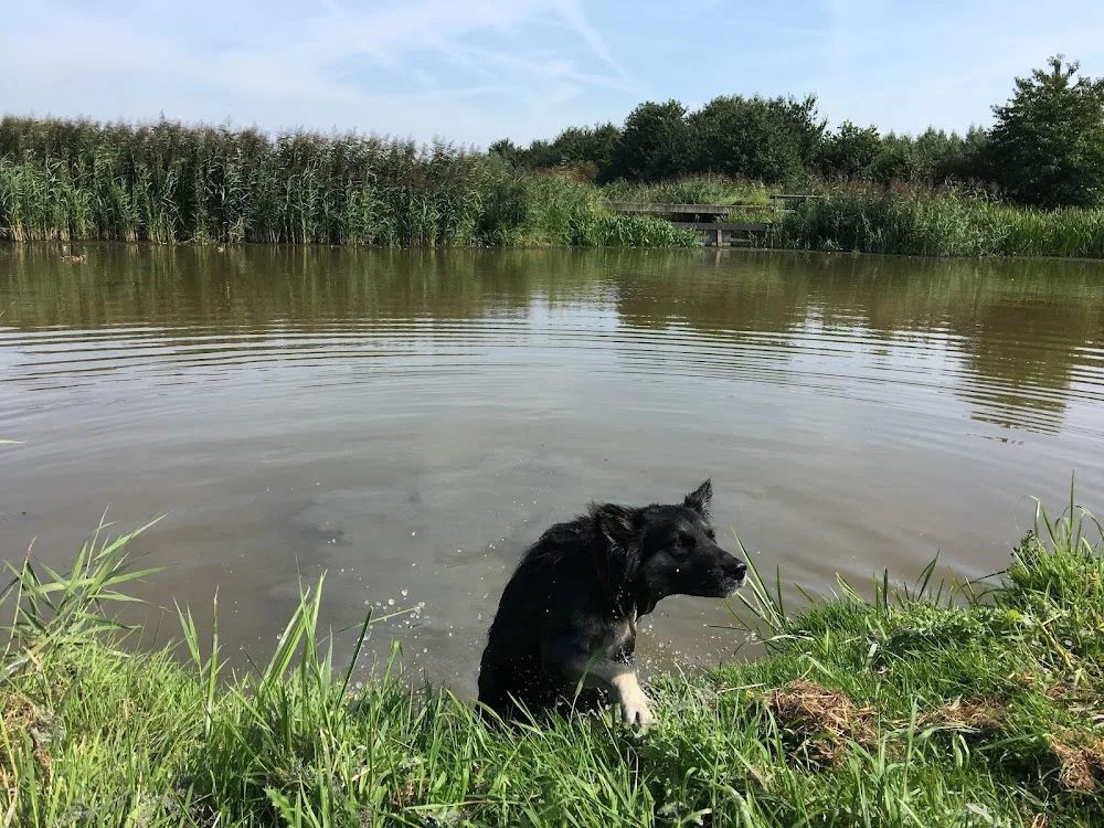 Hondenzwemplek Wickelhofpark (steiger) - Mijdrecht pet otel görseli 3