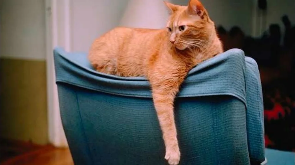Kattenoppas - Thuisdierzorg Vechtstreek - Mijdrecht pet otel