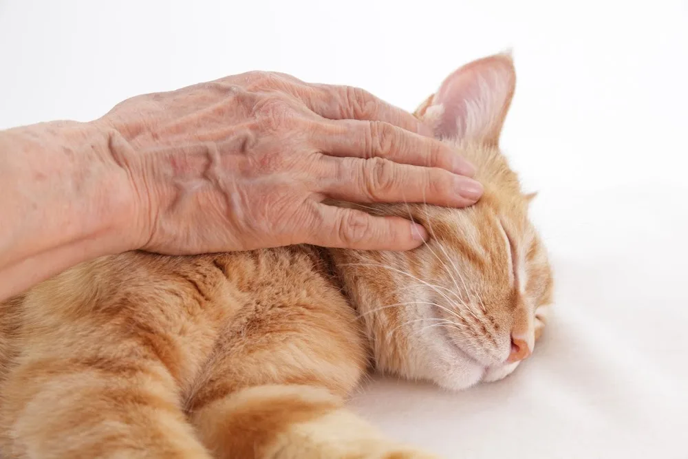 Kattenoppas - Thuisdierzorg Vechtstreek - Mijdrecht pet otel görseli 3
