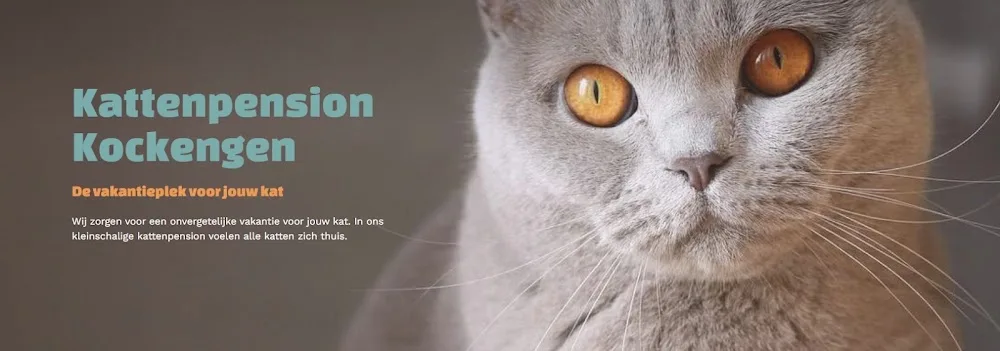 Kattenpension Kockengen - Mijdrecht pet otel