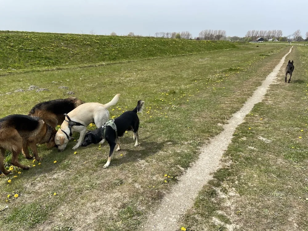 Rico Dagopvang voor honden - Mijdrecht pet otel görseli 3