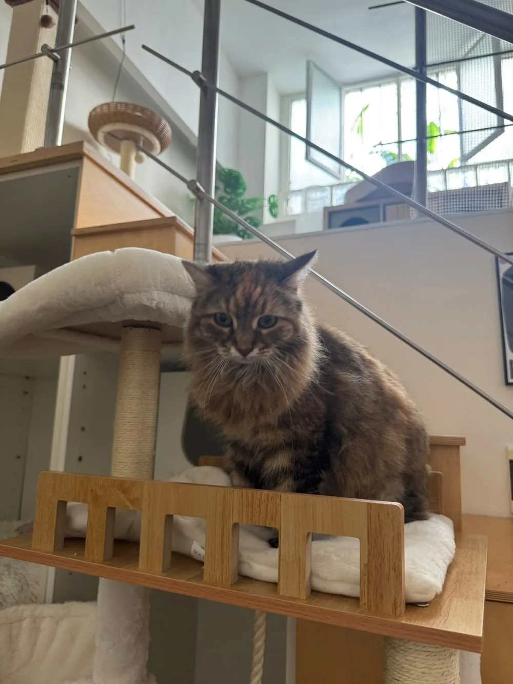 That'smiao - Milan pet otel