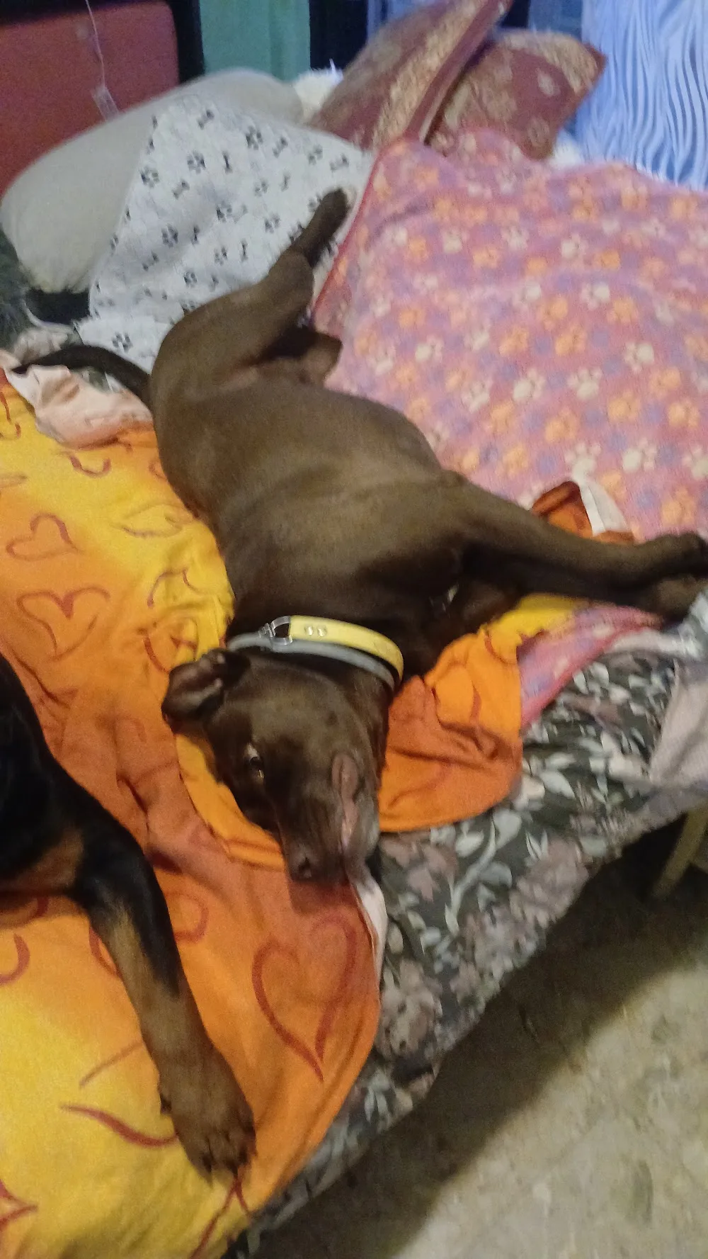 Vacanze da Cani pensione per cani - Milan pet otel