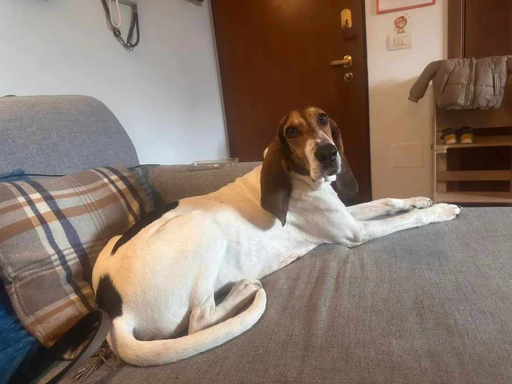 Giulia’s Home for Dogs- Milano - Milano pet otel görseli 3