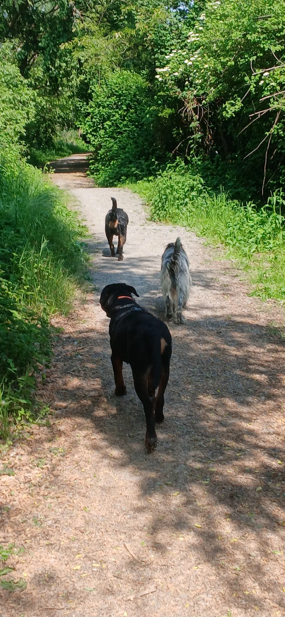 Vacanze da Cani - Milano pet otel