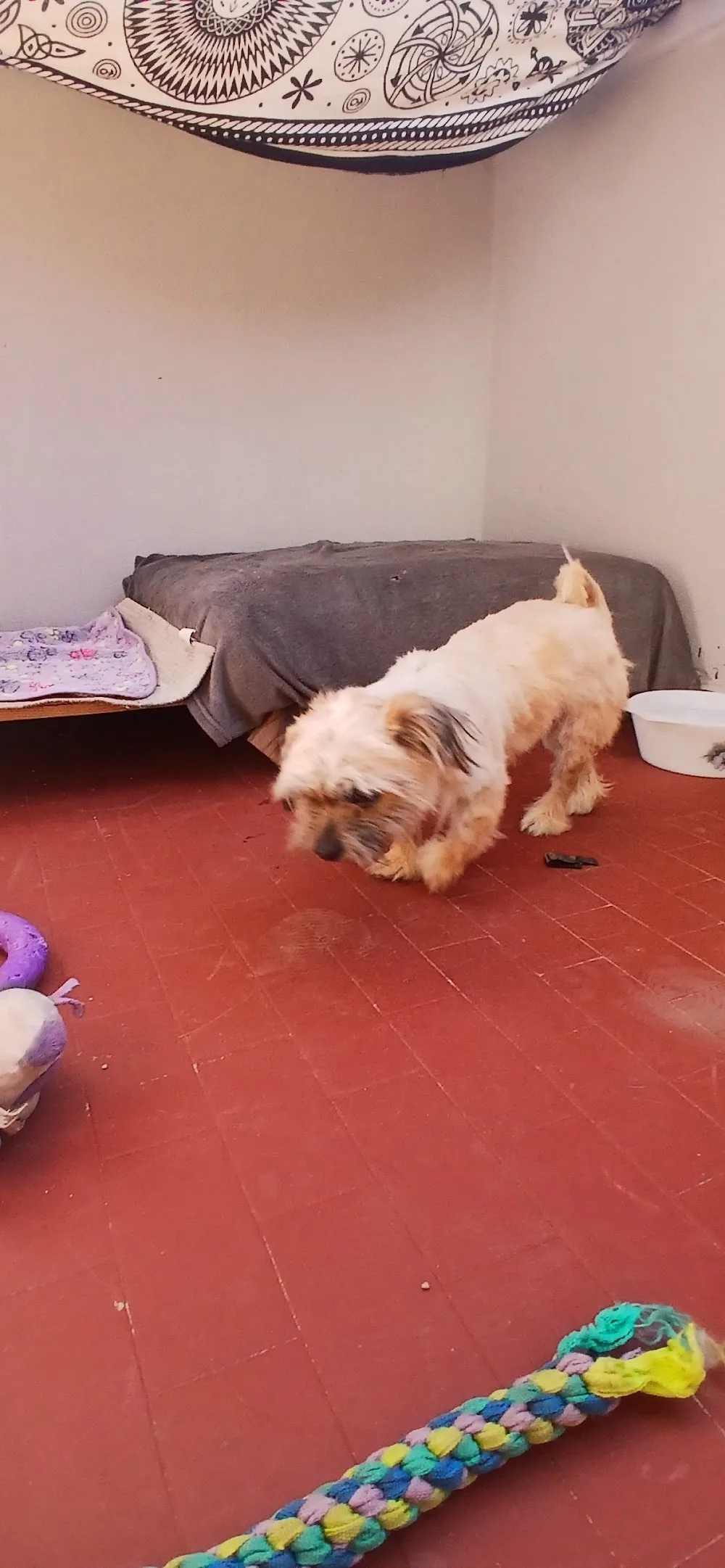 Vacanze da Cani - Milano pet otel görseli 3