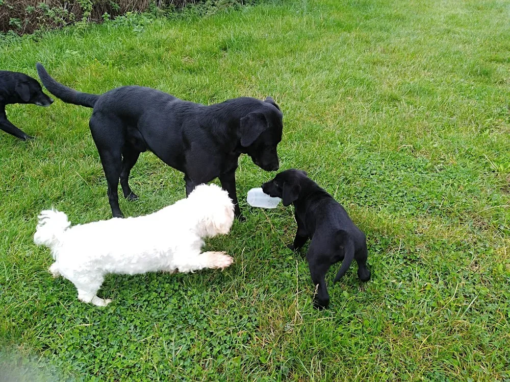 Dierenpension Beau - Millen pet otel