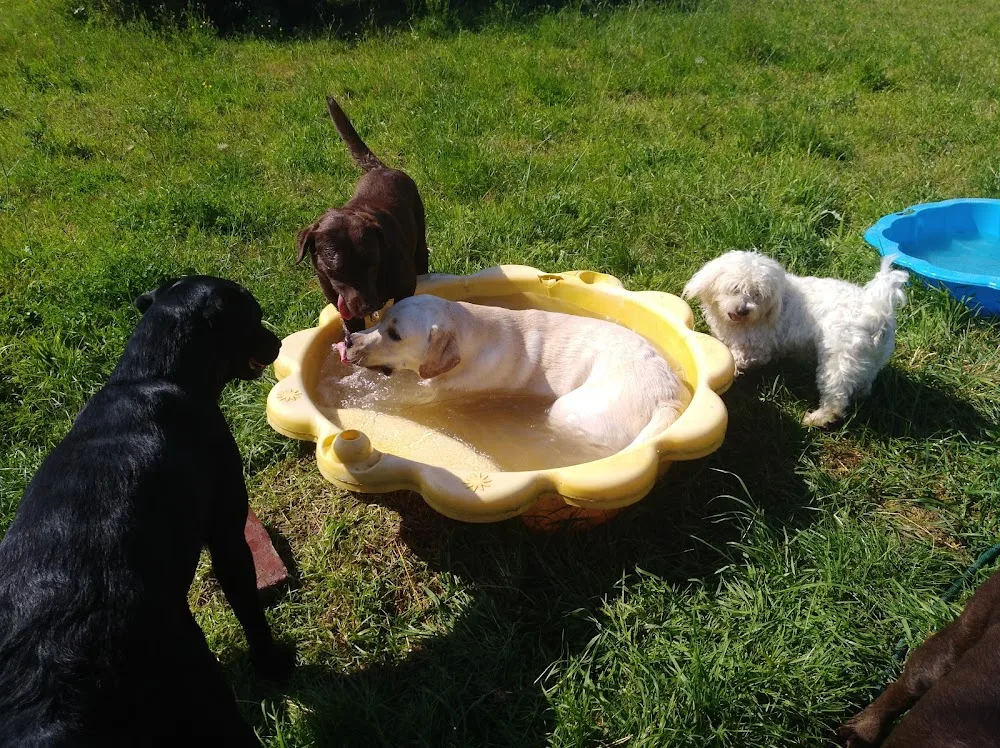 Dierenpension Beau - Millen pet otel görseli 3