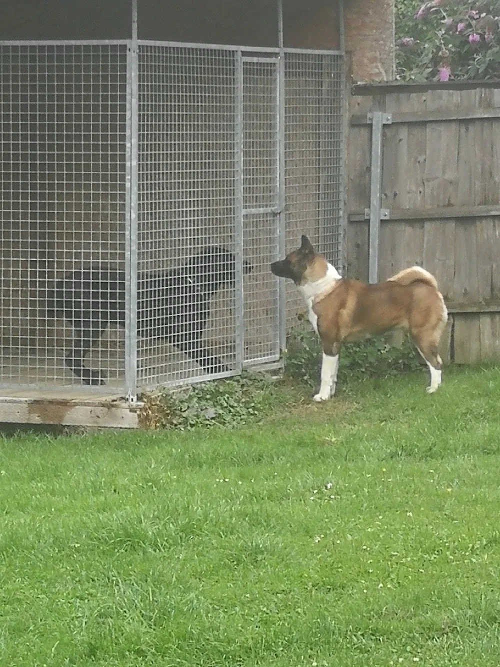 Hundepension - Miltach pet otel