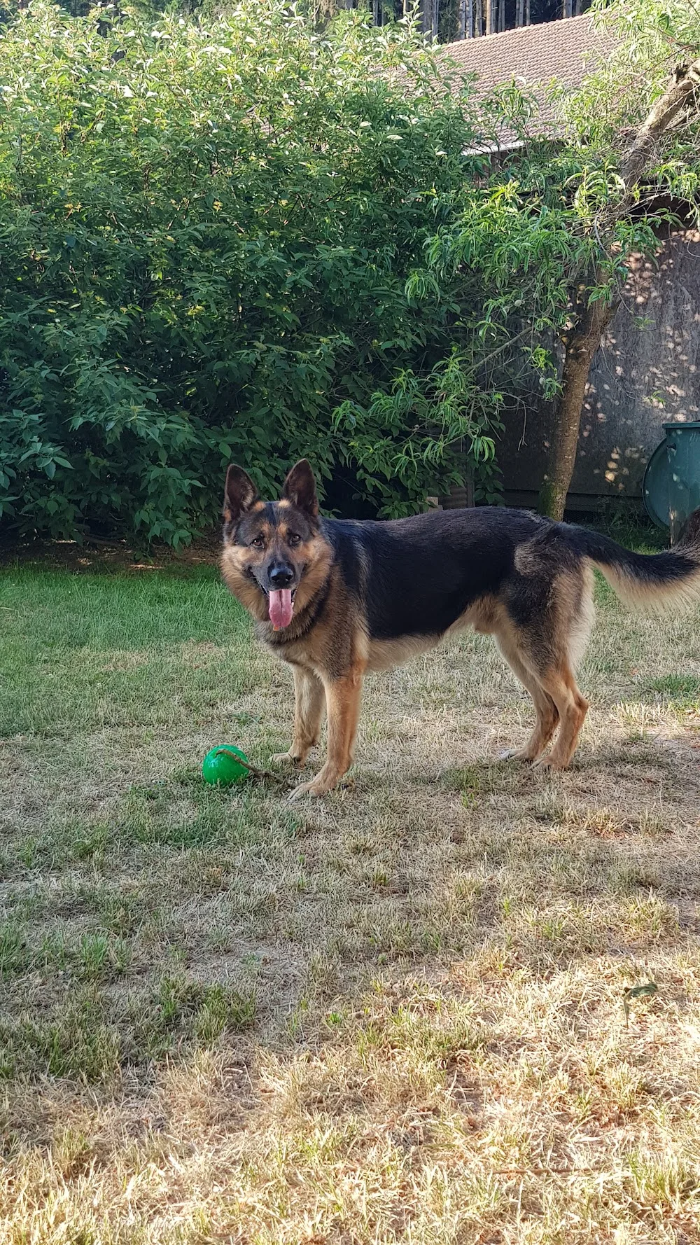Hundepension - Miltach pet otel görseli 3