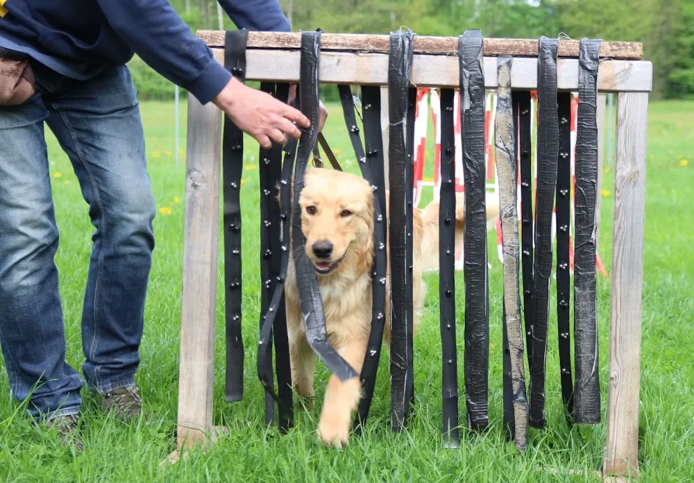 Hundeschule & Hundepension Souldog - Miltach pet otel görseli 3