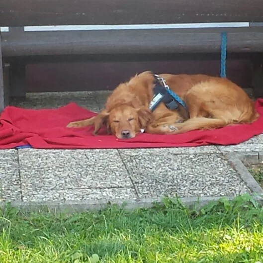 Hundeschule & Hundepension Souldog - Miltach pet otel görseli 4